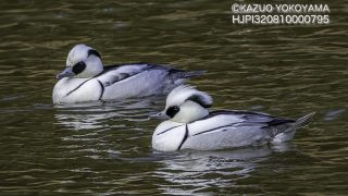 ミコアイサ03-320x180.jpg
